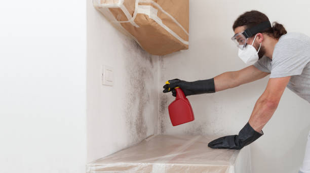 Professional Black Mold Remediation technician working in Greenville, IL