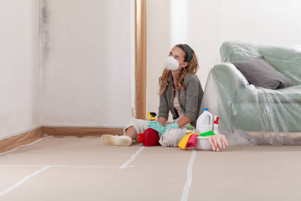 Reliable Black Mold Remediation contractor in Greenville, IL by Mold Remediation HQ